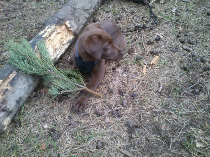 Mini dog playing in the wood