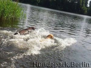 2 Hunde schwimmen