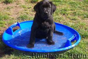 Water Baby Dog