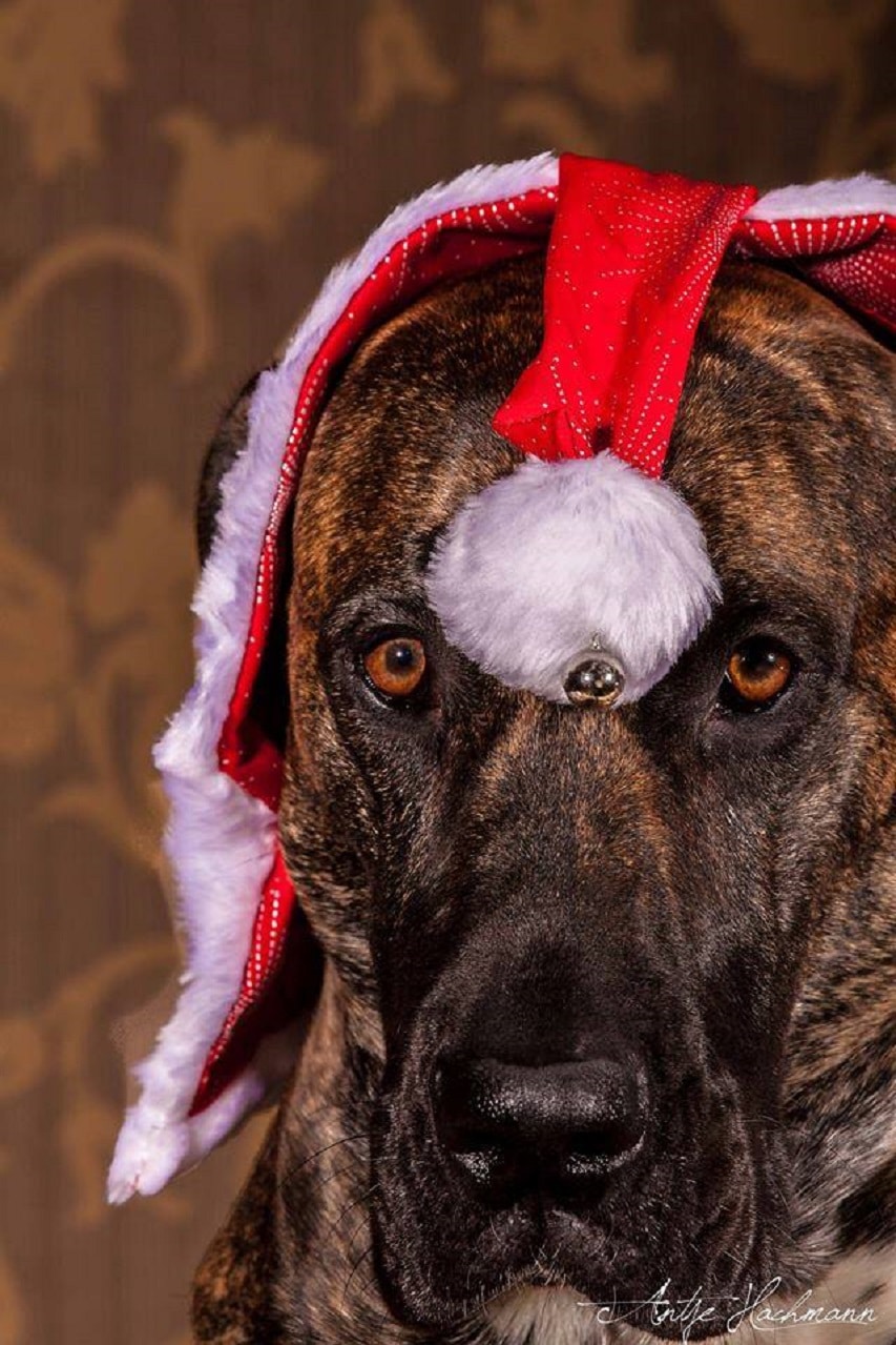 Hund mit Weihnachtsmütze Foto von: Foto: Antje Hachmann