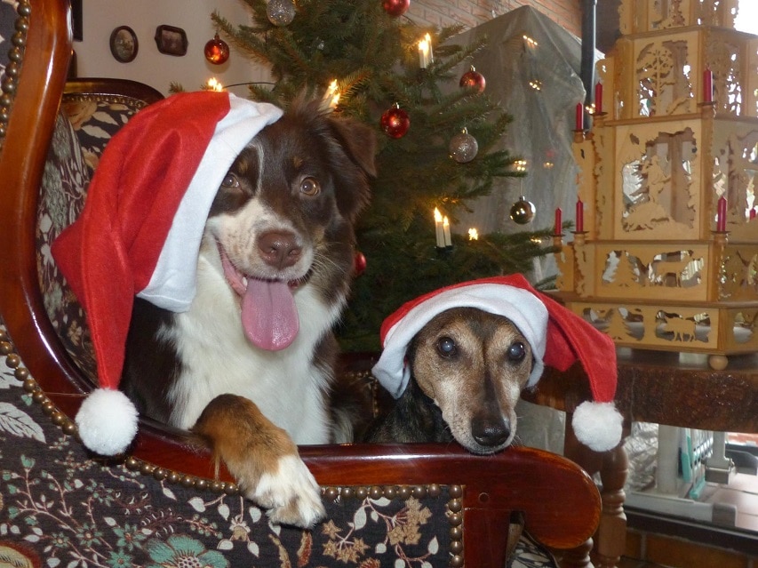 Hunde zu Weihnachten mit Weihnachtsmützen