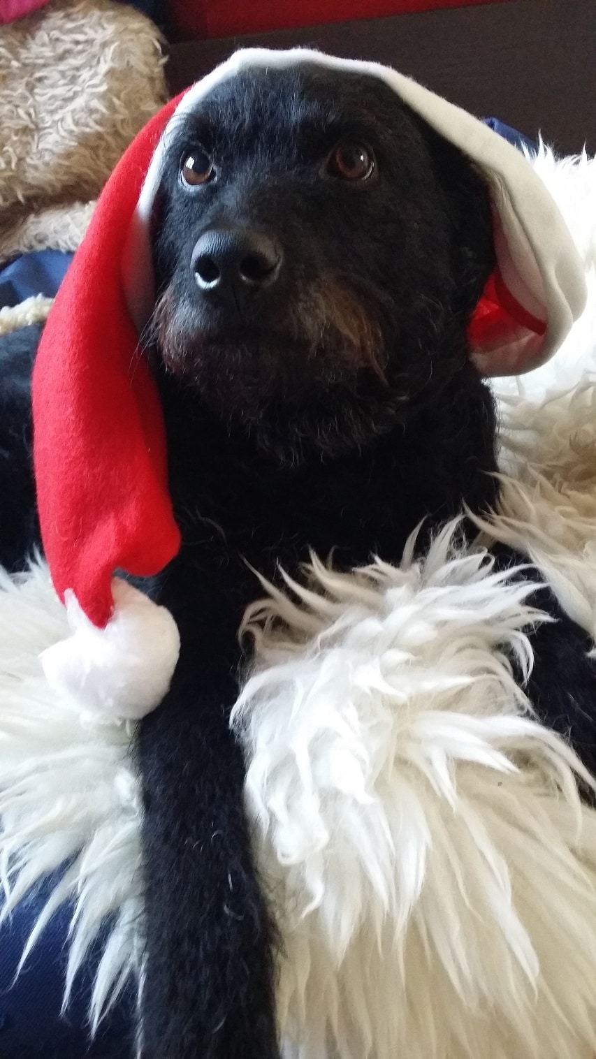 Nummer 9 - Hund Ami auf Fell mit Weihnachtsmannmütze
