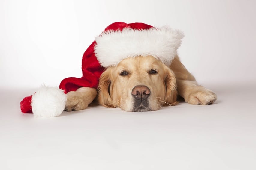 Labrador Hund mit Weihnachtsmütze