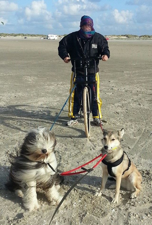 Dogscooter fahren mit zwei Hunden