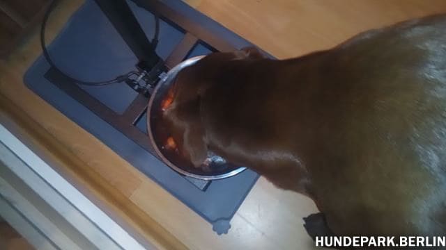 Hund findet das Rohfutter Barf Fleischmix sehr lecker