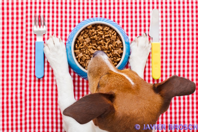 Hunde Ernährung