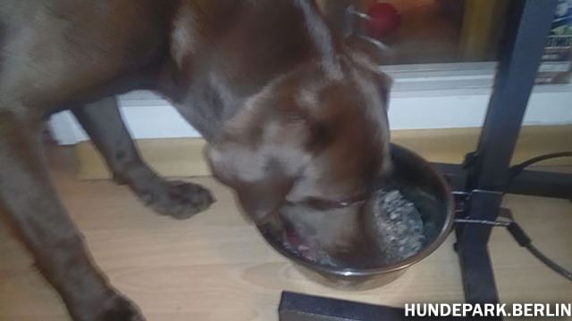 Pansen von Barf im Test isst der Hund gerne.